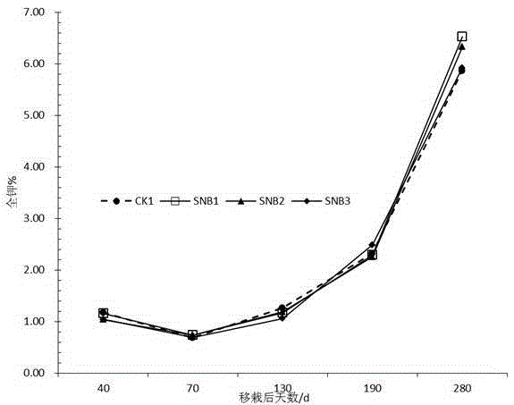 Pine bark-biochar matrix for culture of Dendrobium officinale