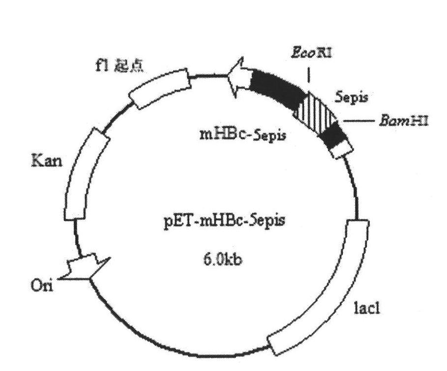 Molecular design of IBDV (Infectious Bursal Disease Virus) antigen epitope and HBcAg (Hepatitis B Core Antigen) chimeric gene