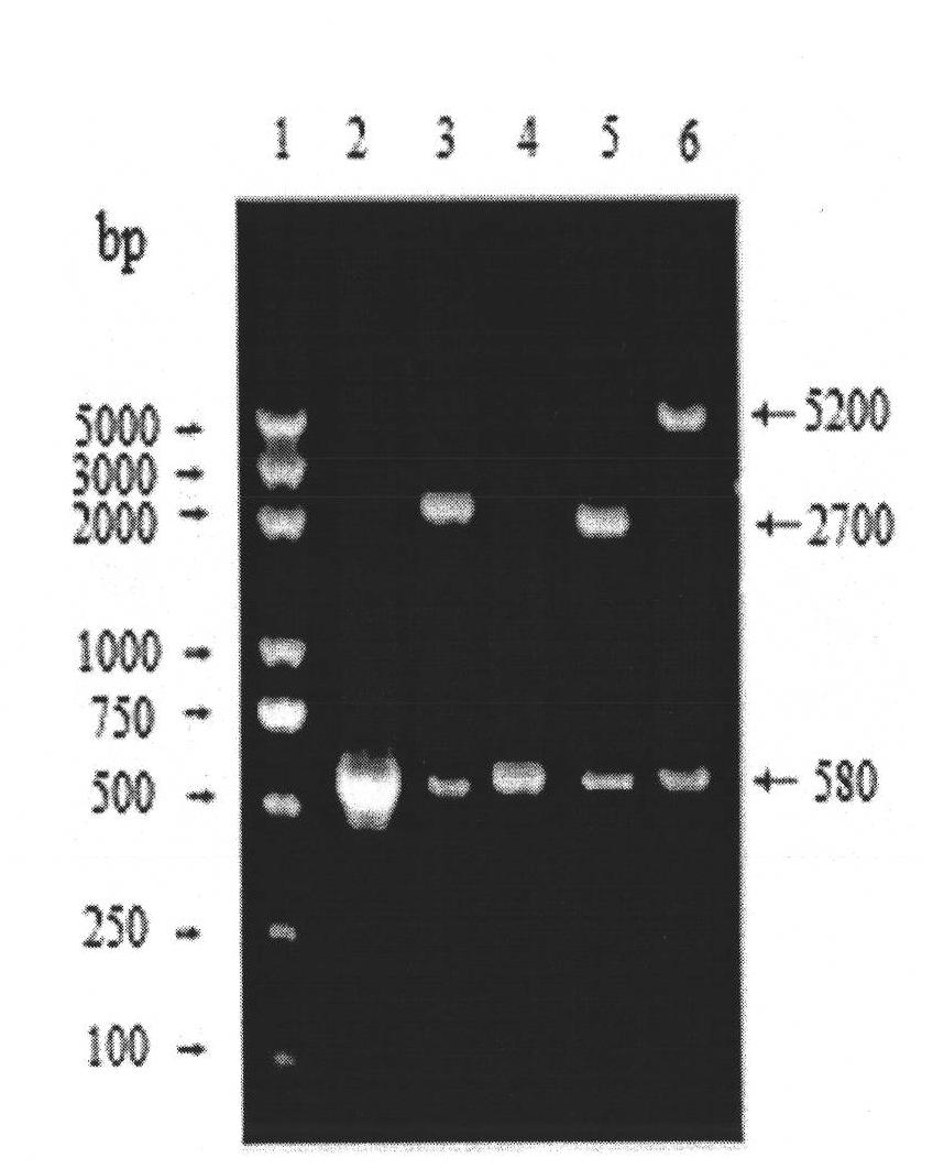 Molecular design of IBDV (Infectious Bursal Disease Virus) antigen epitope and HBcAg (Hepatitis B Core Antigen) chimeric gene