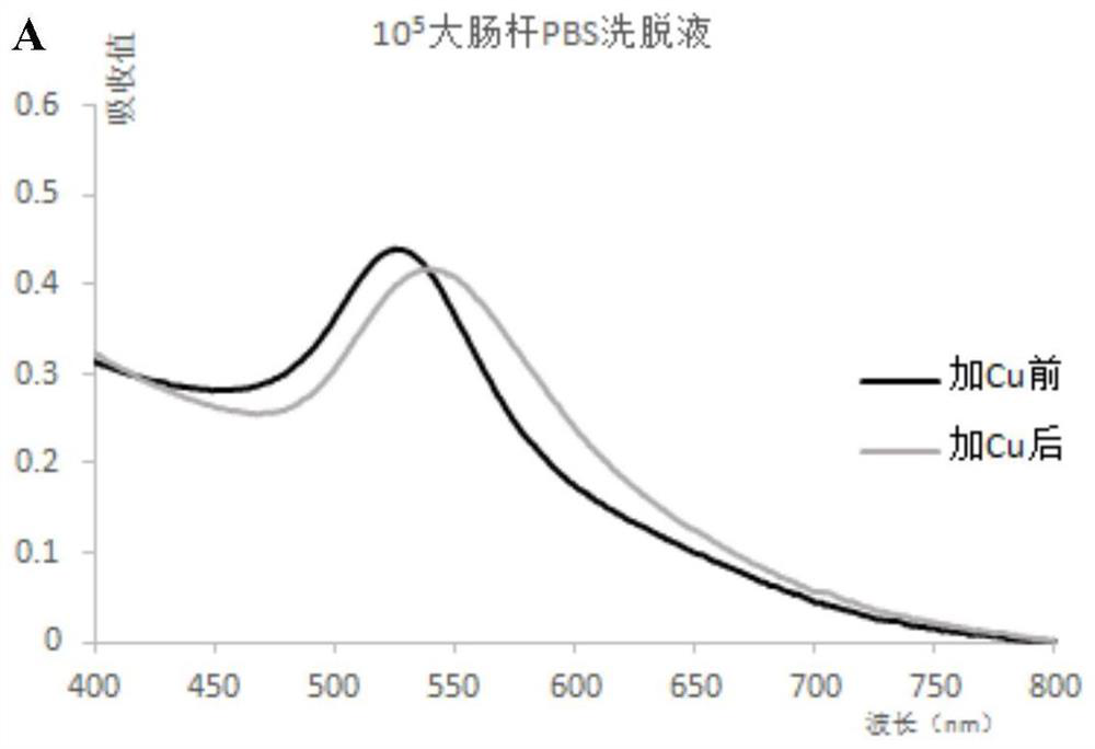 A kind of magnetic enrichment material, water body bacteria detection kit and application