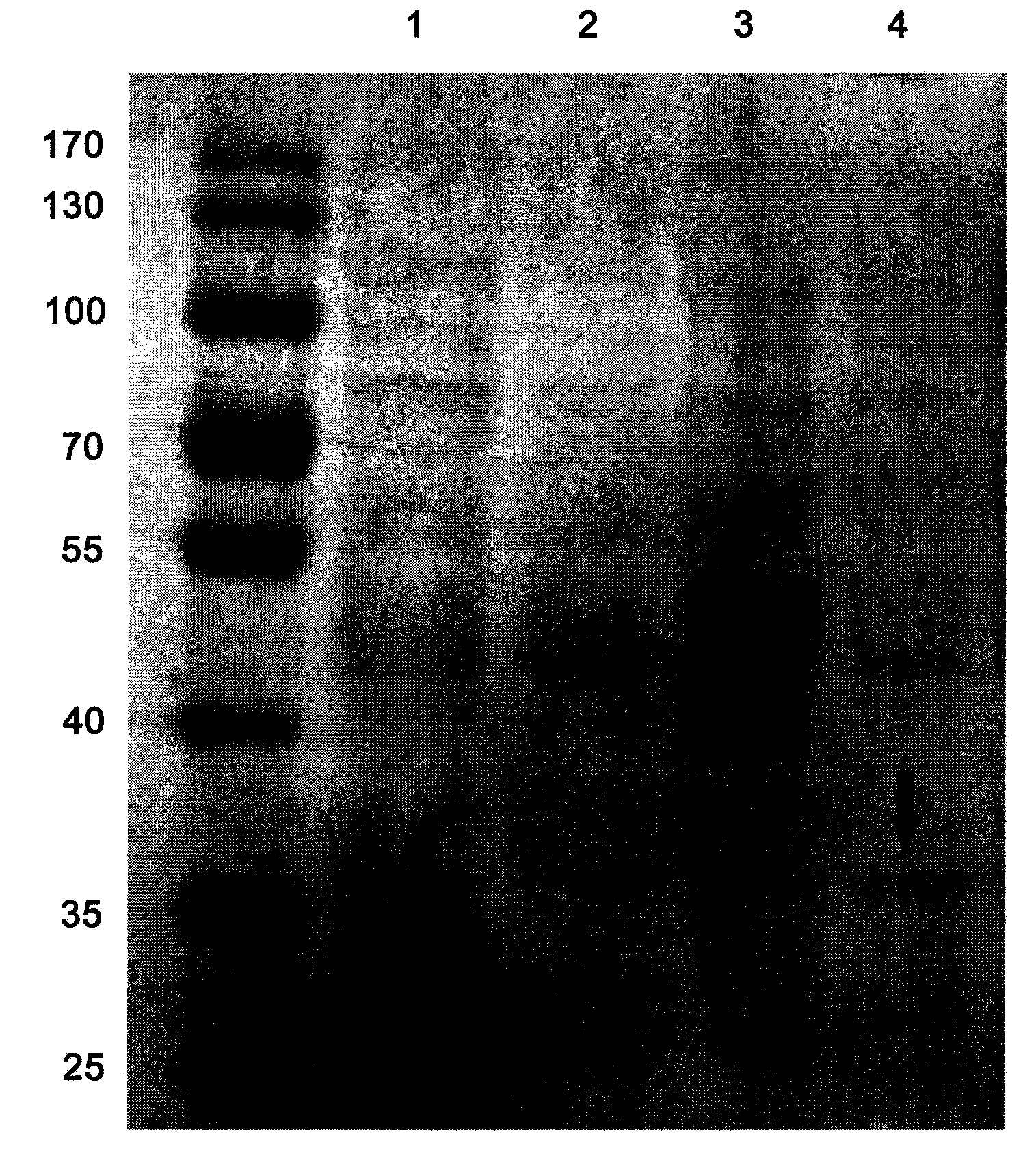 Novel chimeric flagellin adjuvant of helicobacter pylori multi-epitope vaccine