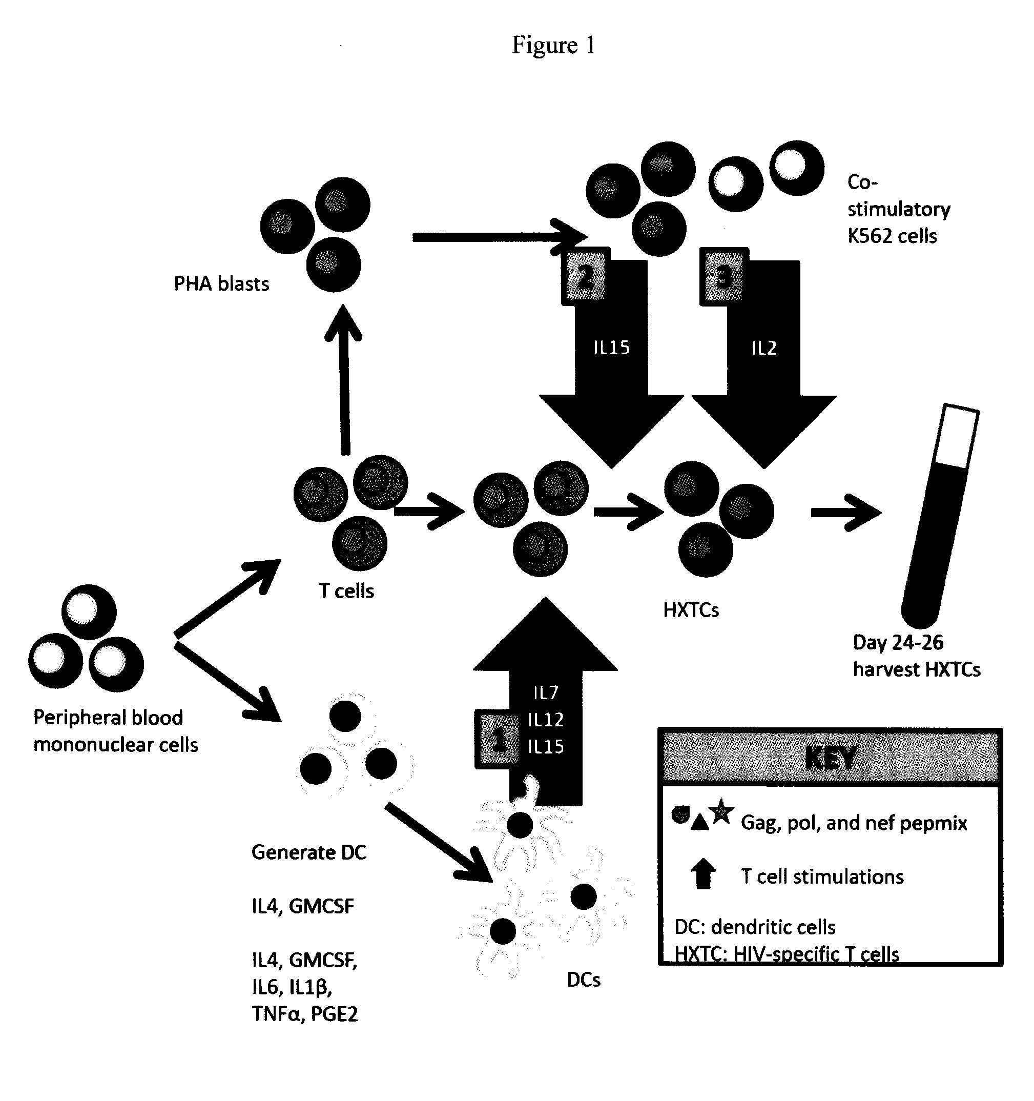 Generation of broadly-specific, virus-immune cells targeting multiple HIV antigens for preventive and therapeutic use