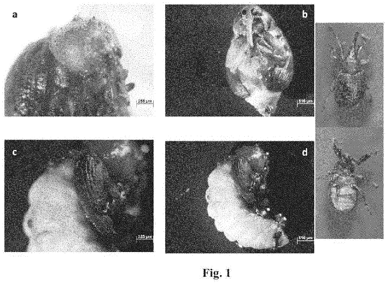 Genetic control method and compositions against insect pests in cotton plants by the silencing of genes of the laccase family