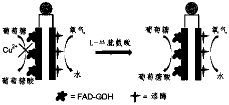 A method for quantitatively detecting l-cysteine