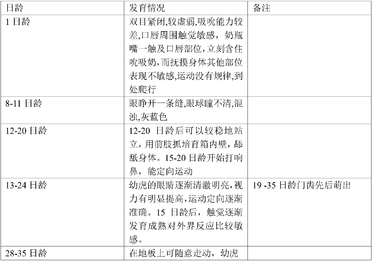 Artificial auxiliary breeding method of tigers