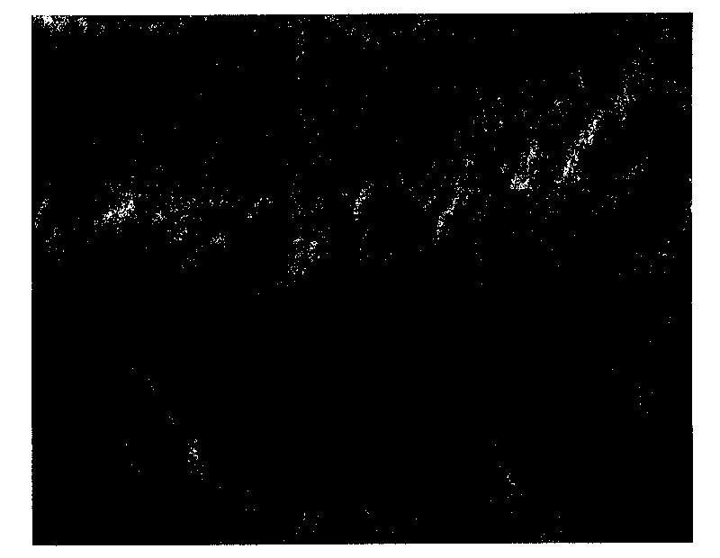 PIV trace particles for wind tunnels and preparation method thereof