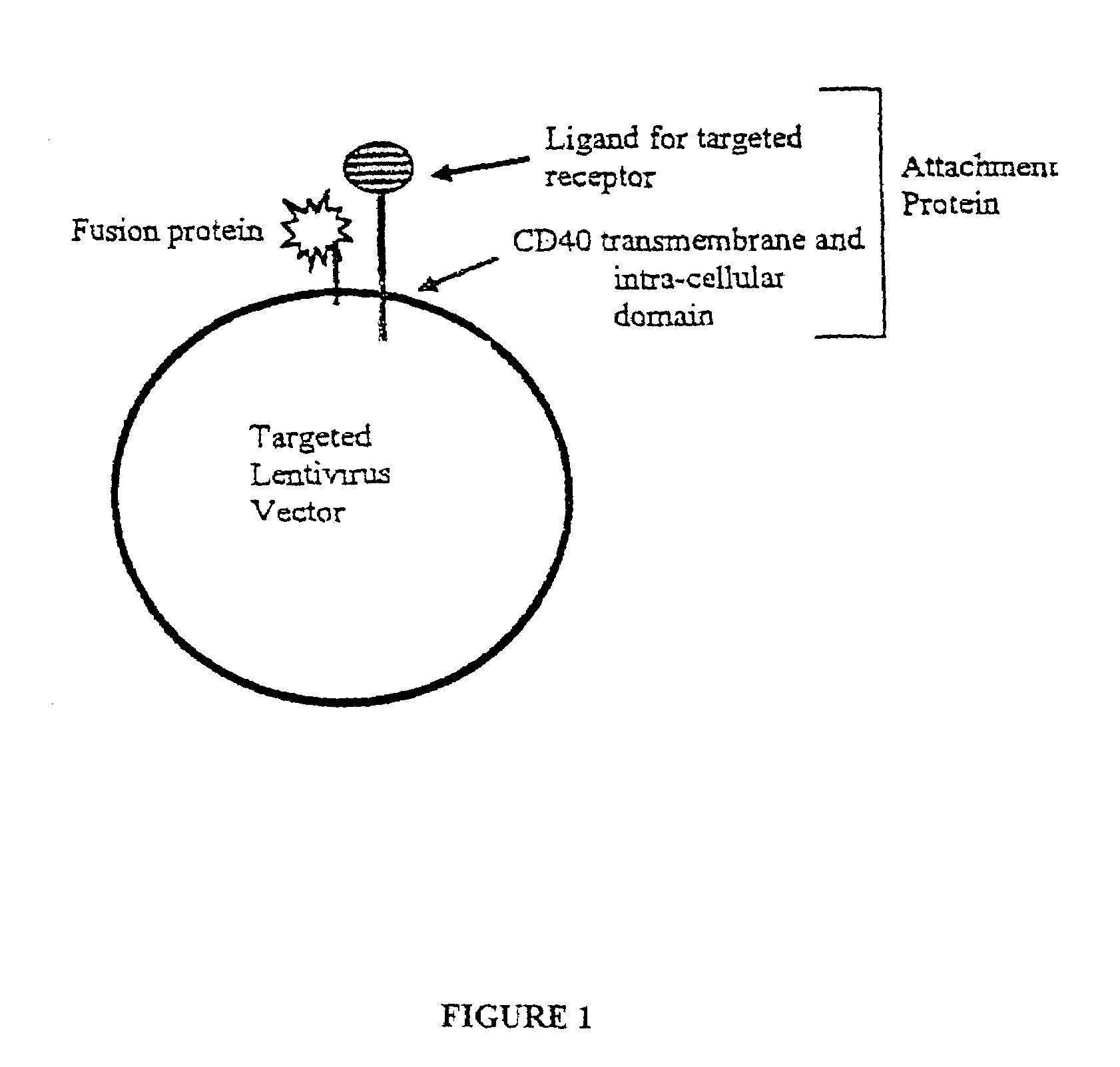 Compositions and methods for tissue specific targeting of lentivirus vectors