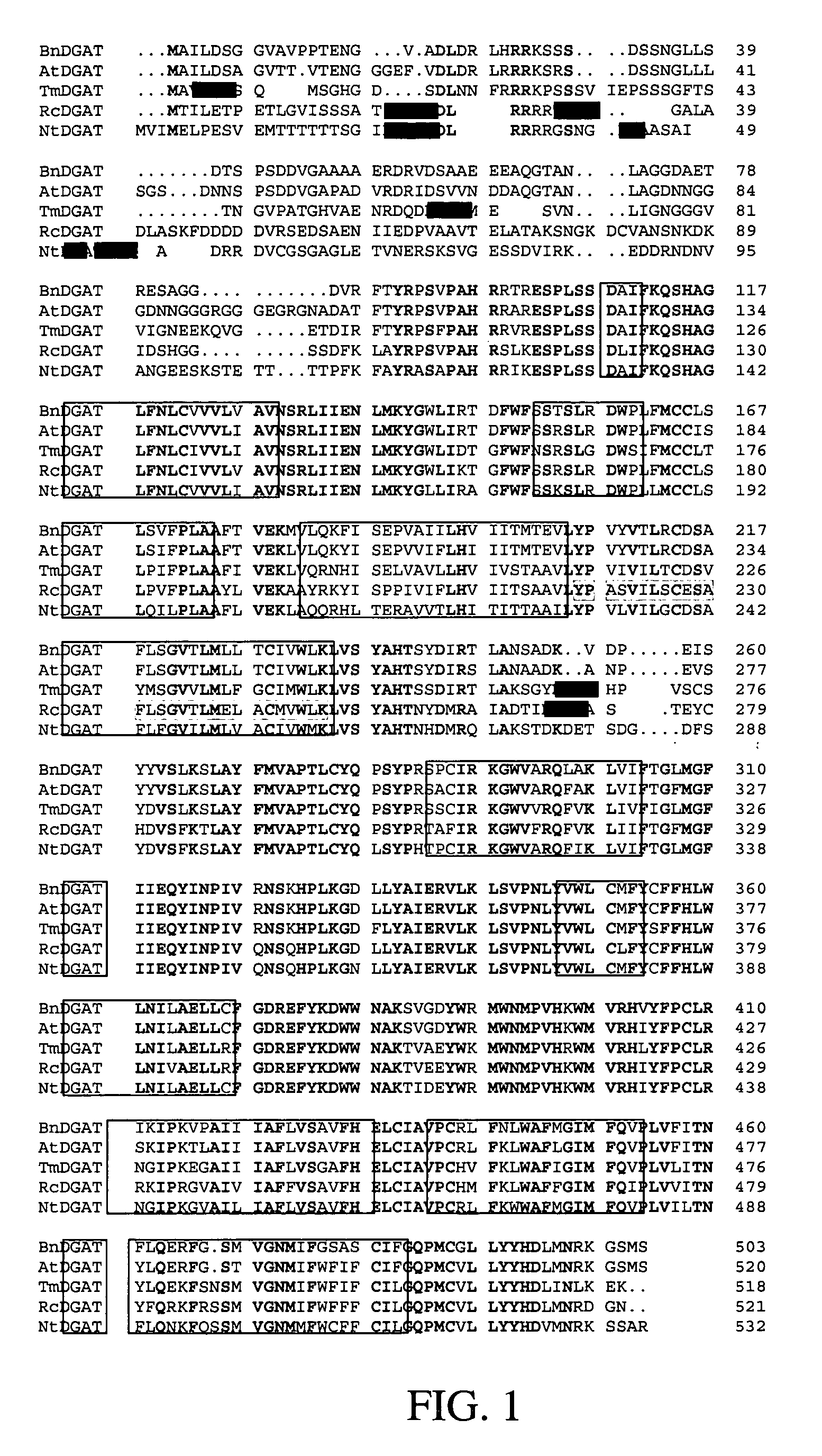 Diacylglycerol acyltransferase and its use to preferentially incorporate fatty acids into diacylglycerol