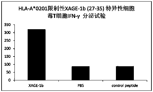 Tumor-associated antigen xage-1b short peptide and its application