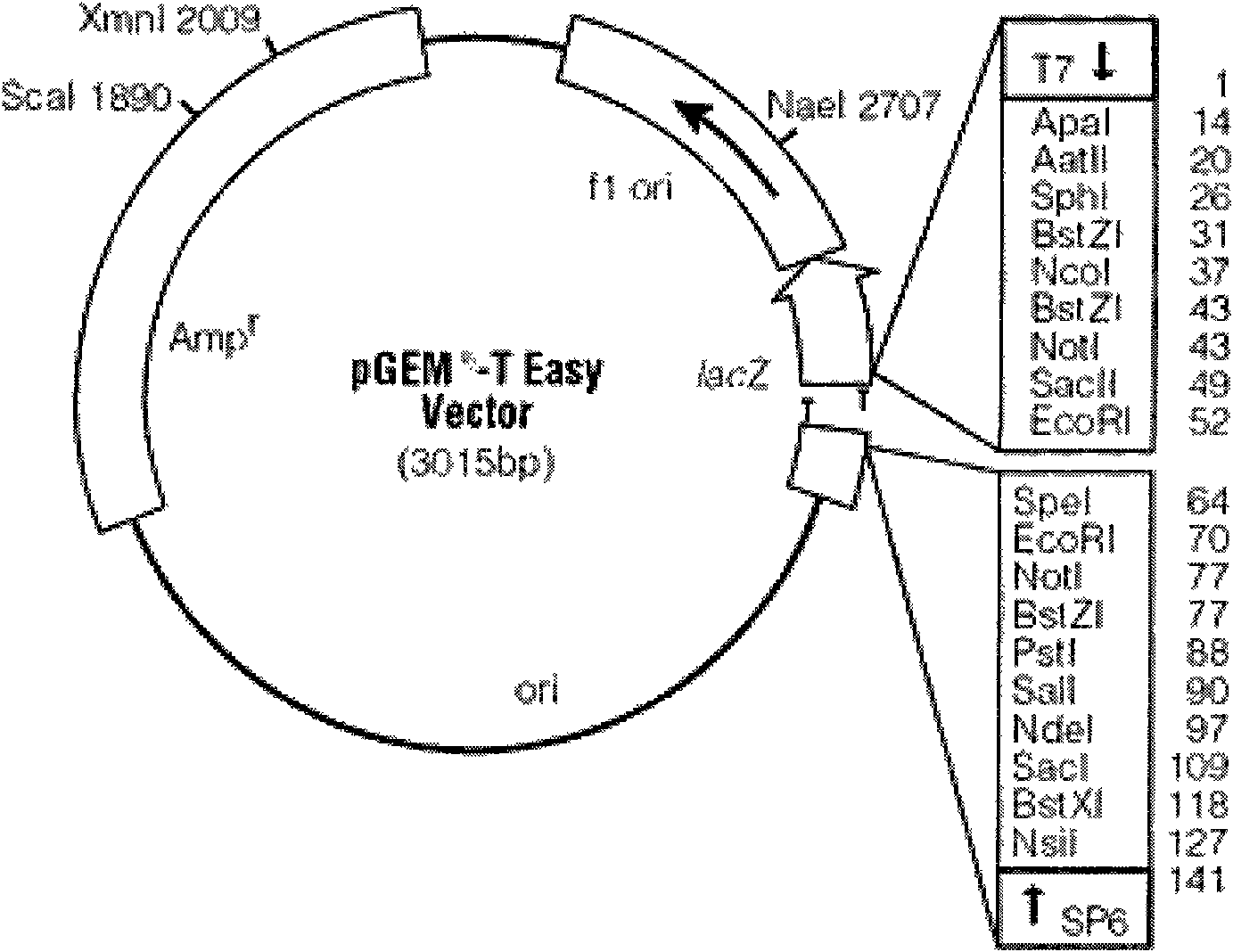 Fluorescent detecting method for X chromosome STR gene site typing