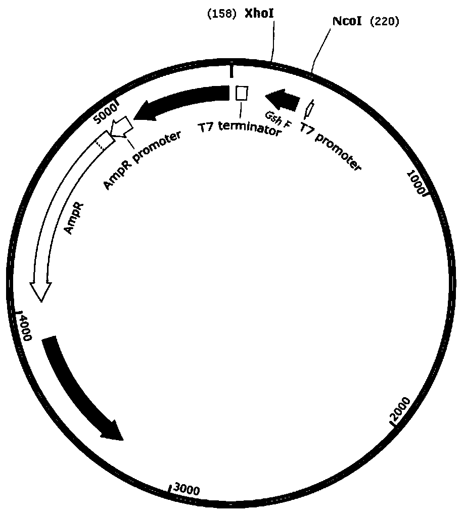 Recombinant plasmid used for synthesizing glutathione and preparation method thereof