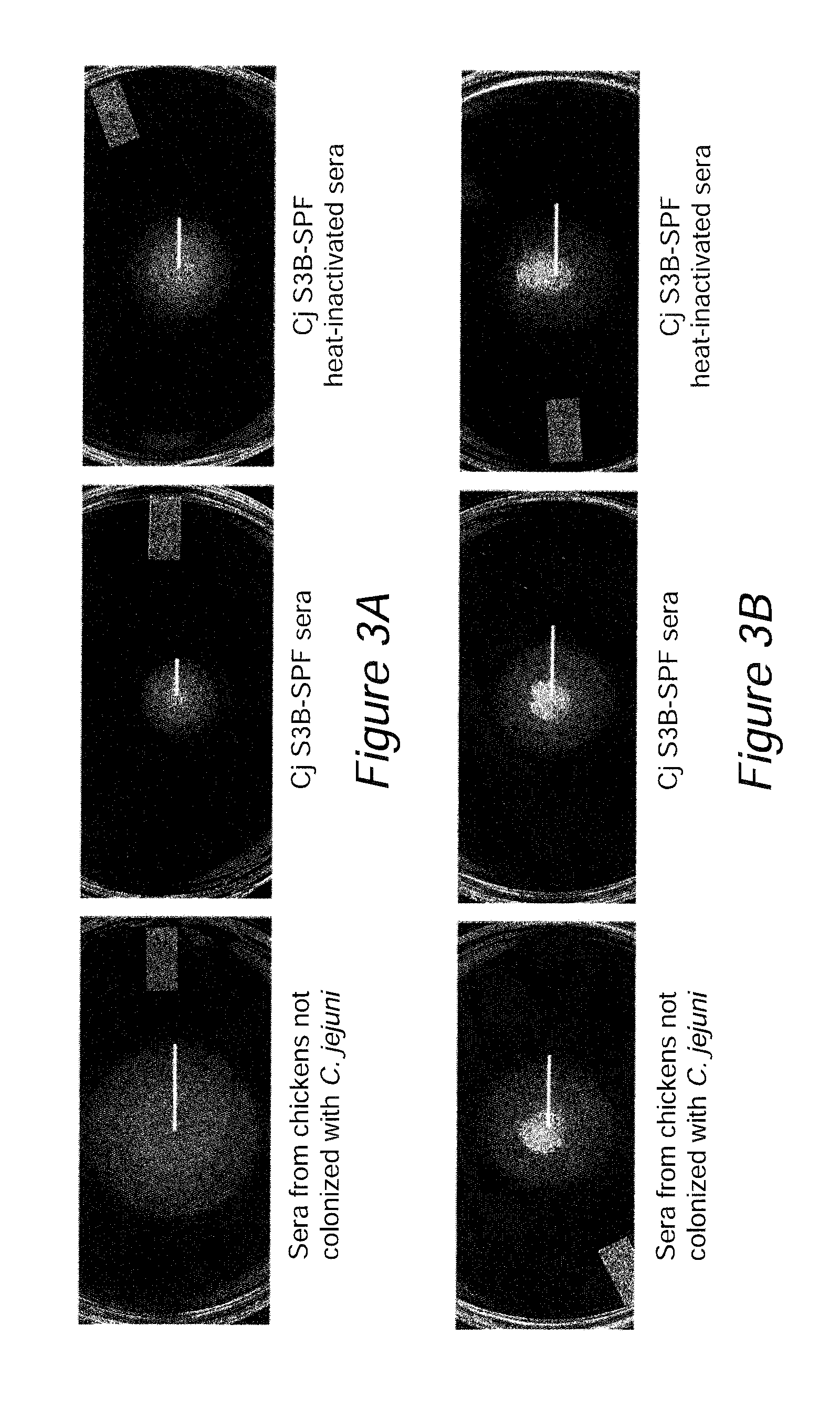 Antigen compositions and methods of inhibiting campylobacter jejuni bacterial infection and uses of the antigen compositions