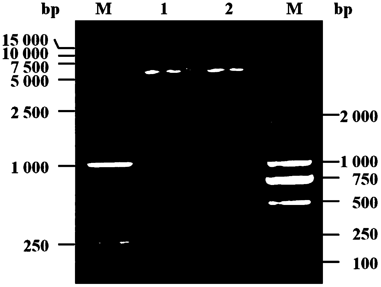 Expression and purification method of target protein using sulfur bacteria mushroom lectin n-acetyllactosamine binding domain as fusion tag