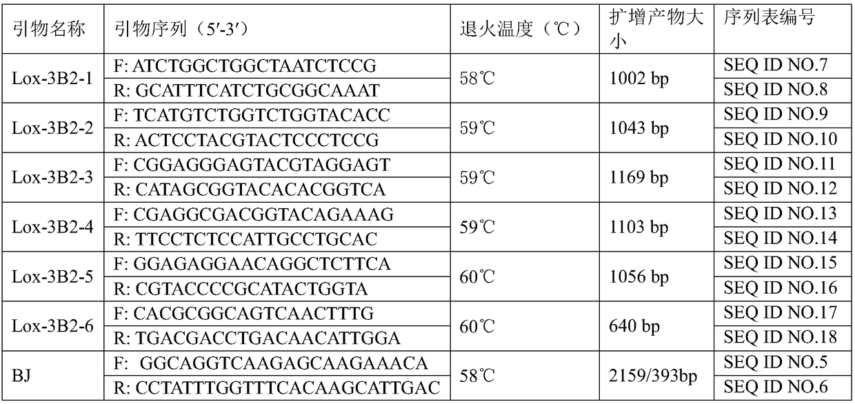 Novel wheat grain lipoxygenase gene and application thereof