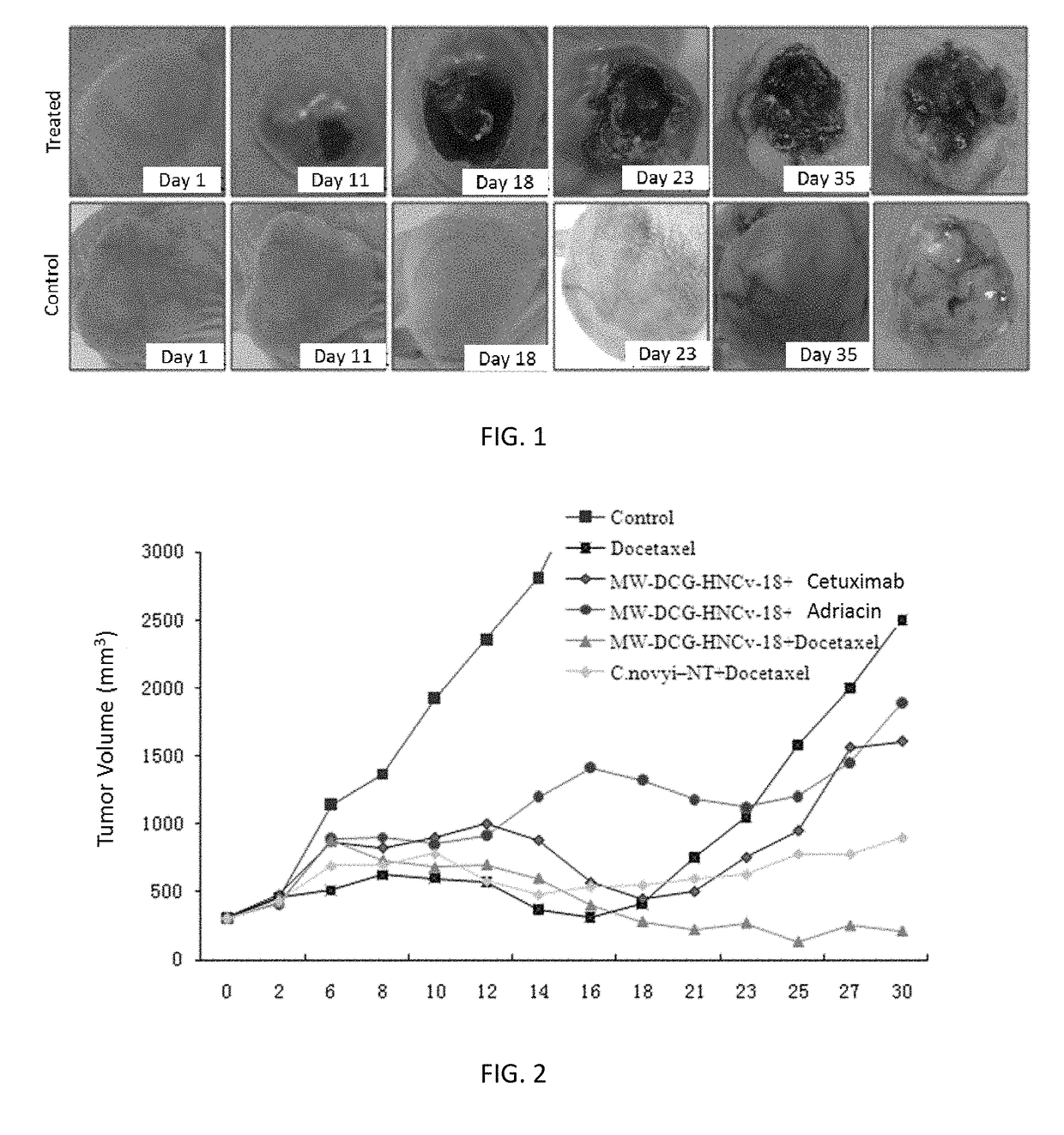 Application of derivative of clostridium ghonii