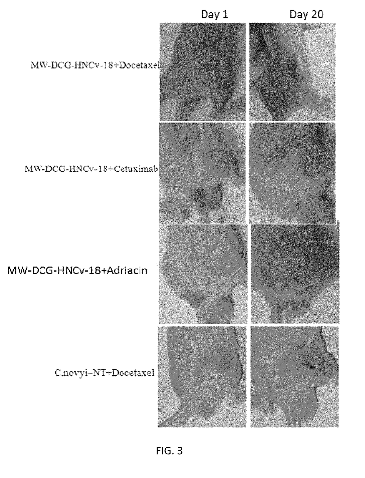 Application of derivative of clostridium ghonii