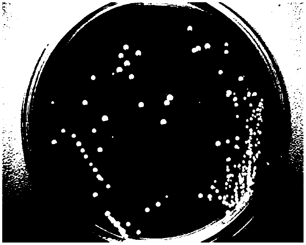 Hansenula anomala SY1805 and application thereof to preparation of mulberry borer attractant