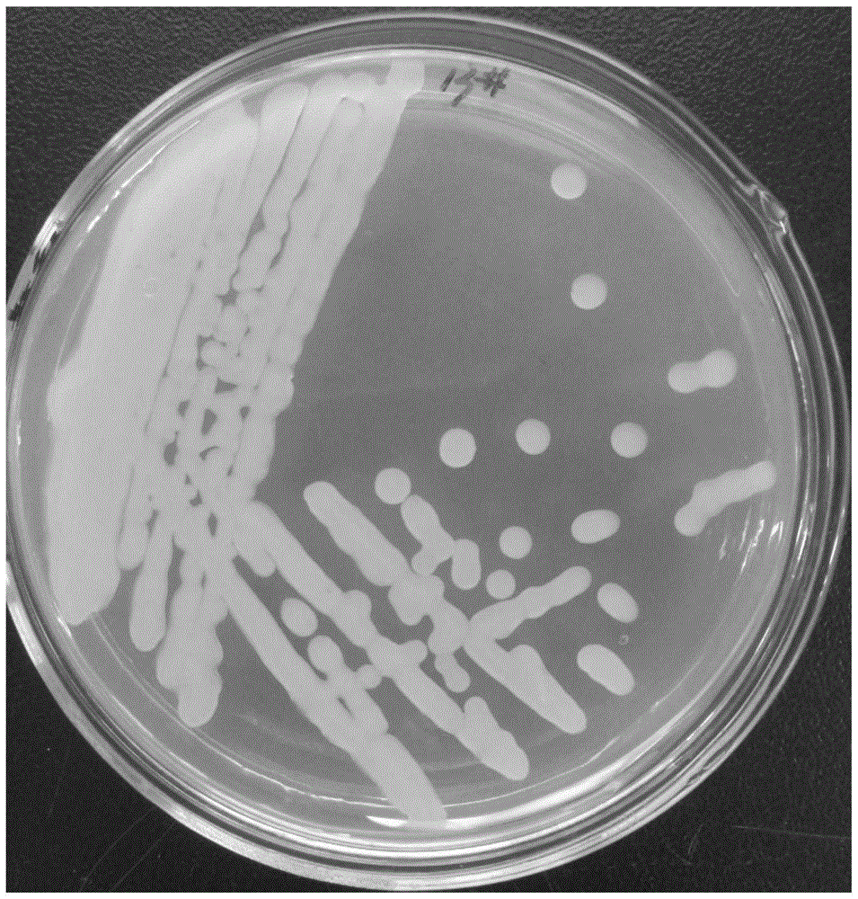 Bacillus subtilis capable of simultaneously producing pectase and hemicellulase, screening method and applications thereof