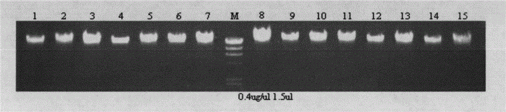 A kit and method for extracting whole genome dna from blood