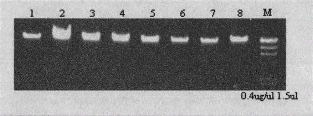 A kit and method for extracting whole genome dna from blood