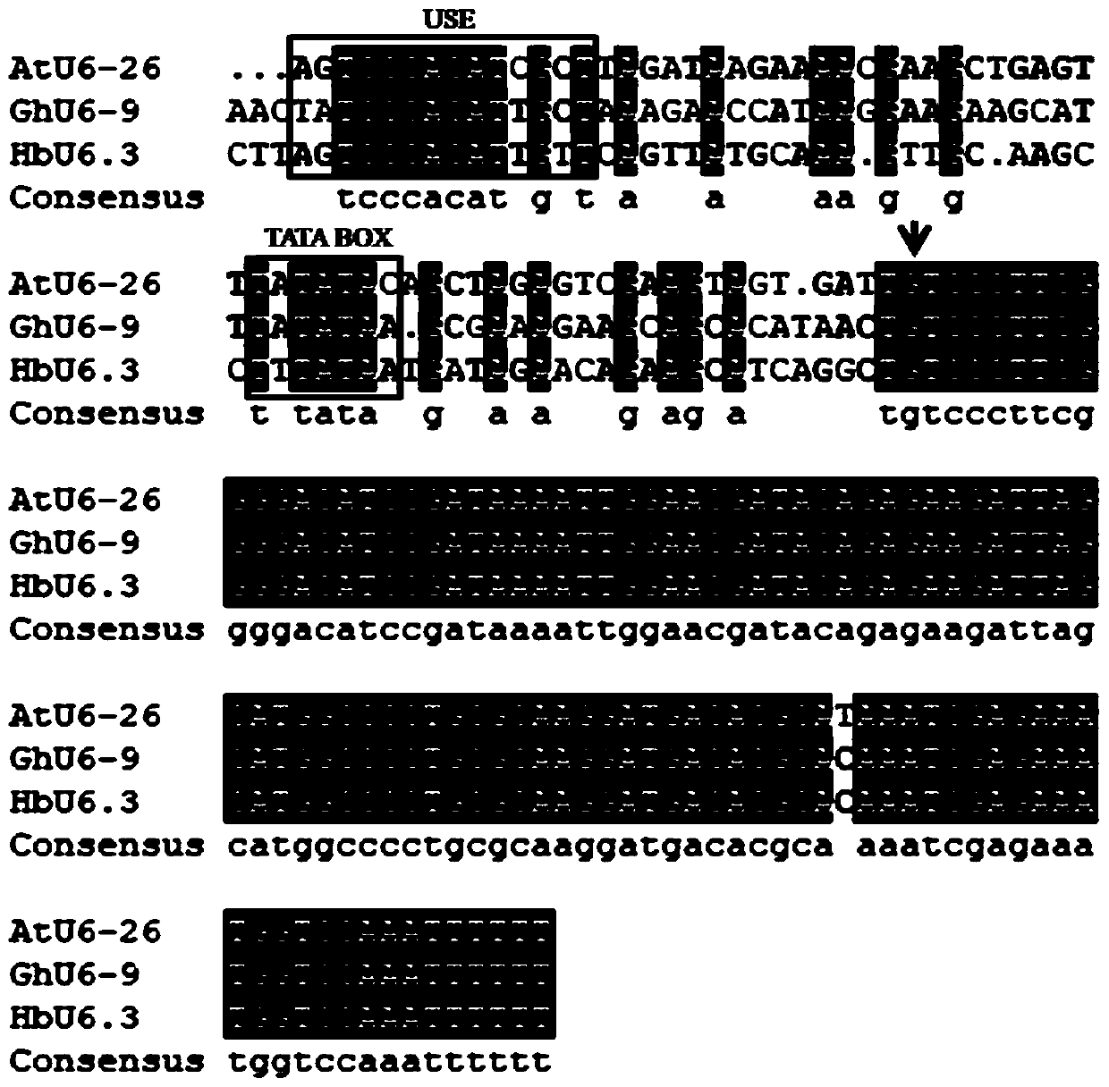 Rubber tree U6 gene promoter proHbU6.3 and clone and applications thereof