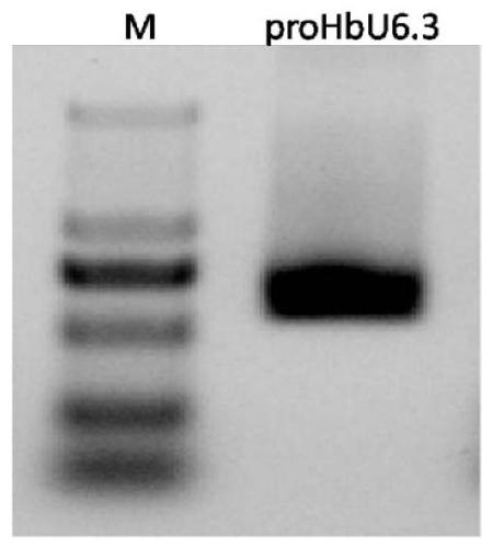 Rubber tree U6 gene promoter proHbU6.3 and clone and applications thereof