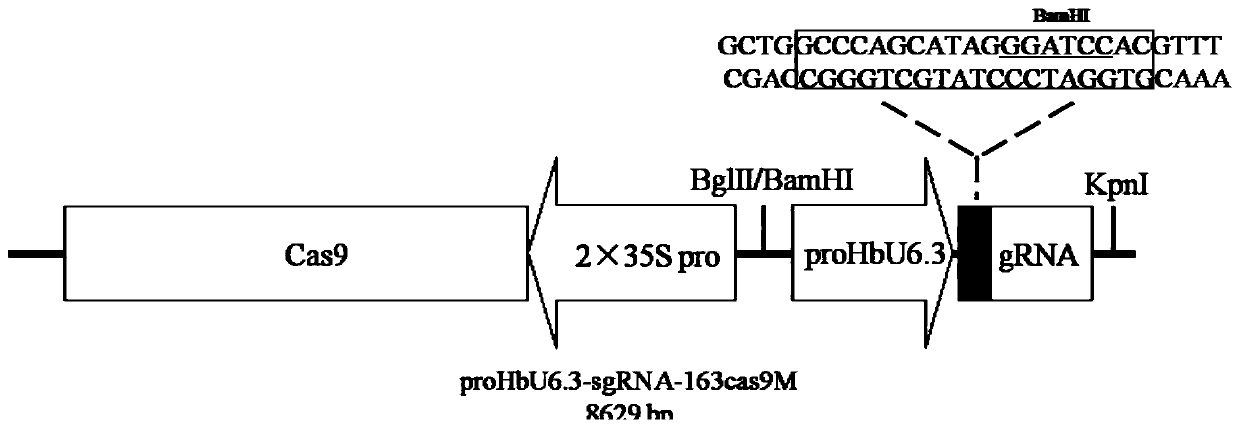 Rubber tree U6 gene promoter proHbU6.3 and clone and applications thereof