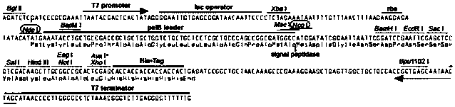 Plasmid vector of escherichia coli secretory expression heterologous protein and establishment method of plasmid vector