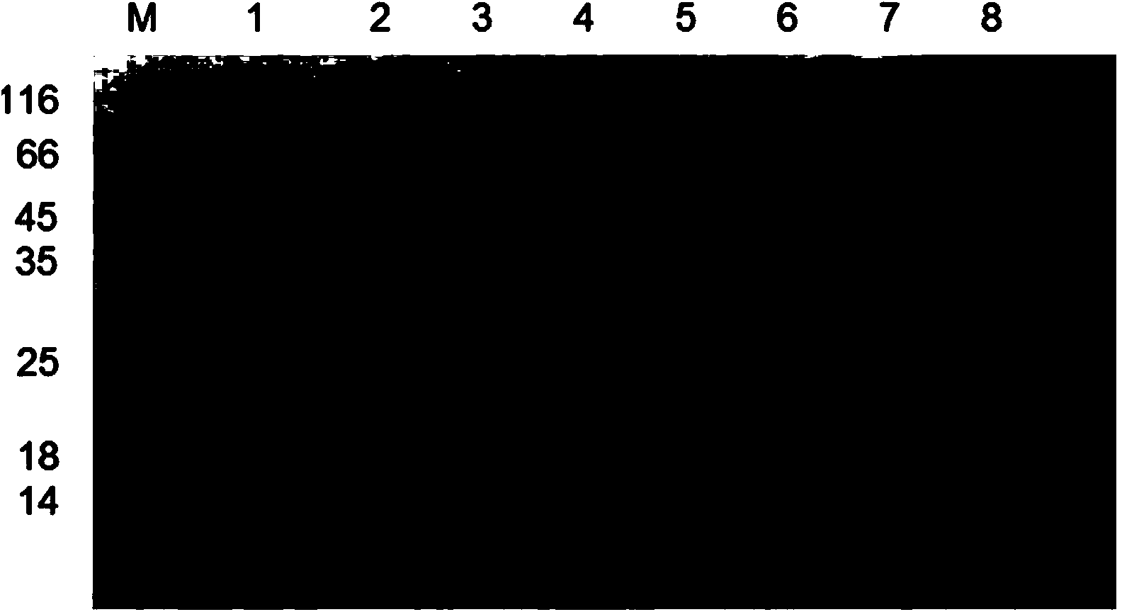 Plasmid vector of escherichia coli secretory expression heterologous protein and establishment method of plasmid vector