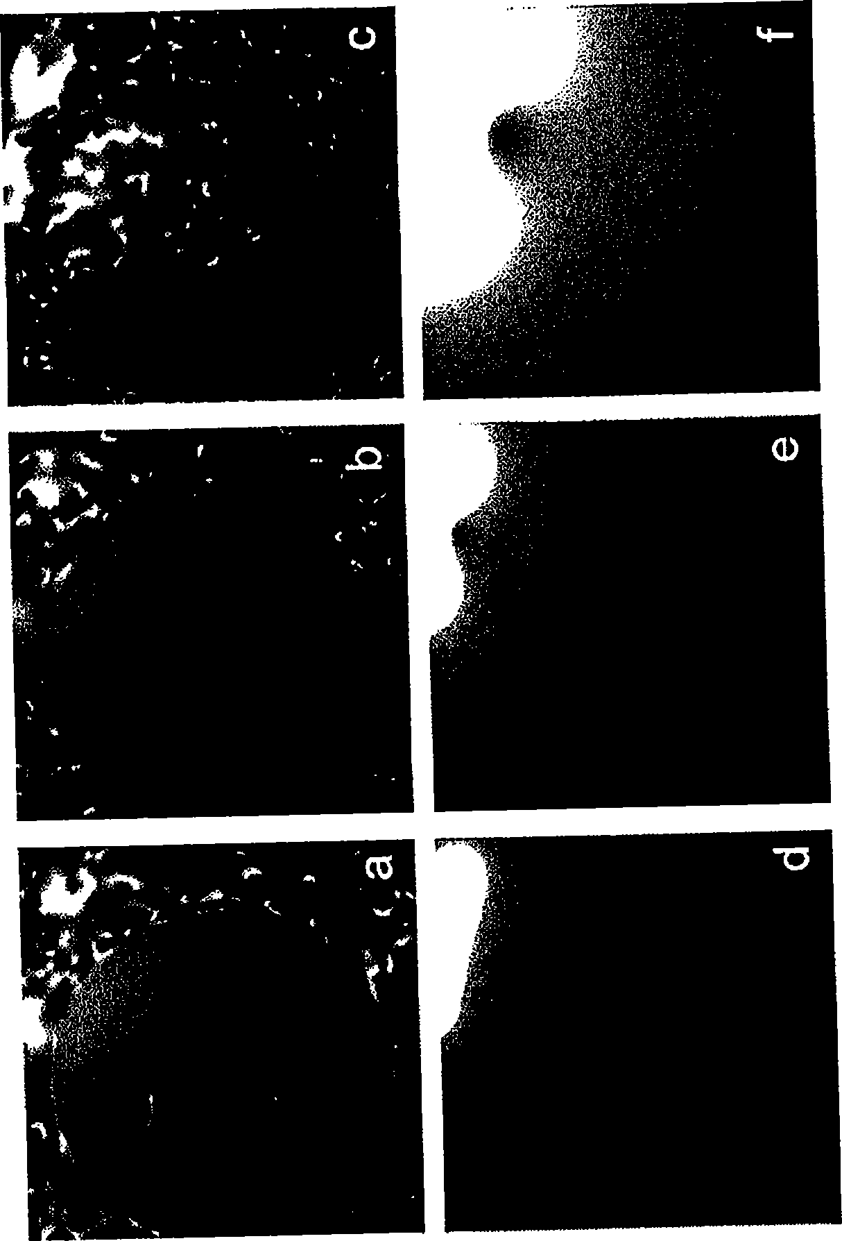 Wave-propagation based estimation of coil sensitivities