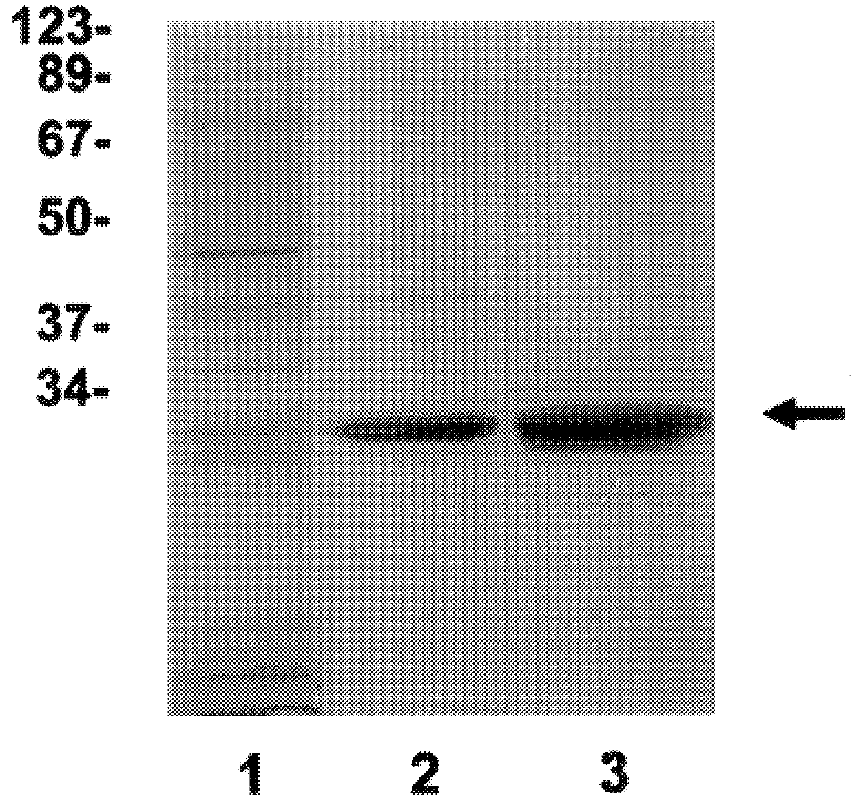 Purified eukaryotic-initiation factor 4E having altered RNA binding affinity