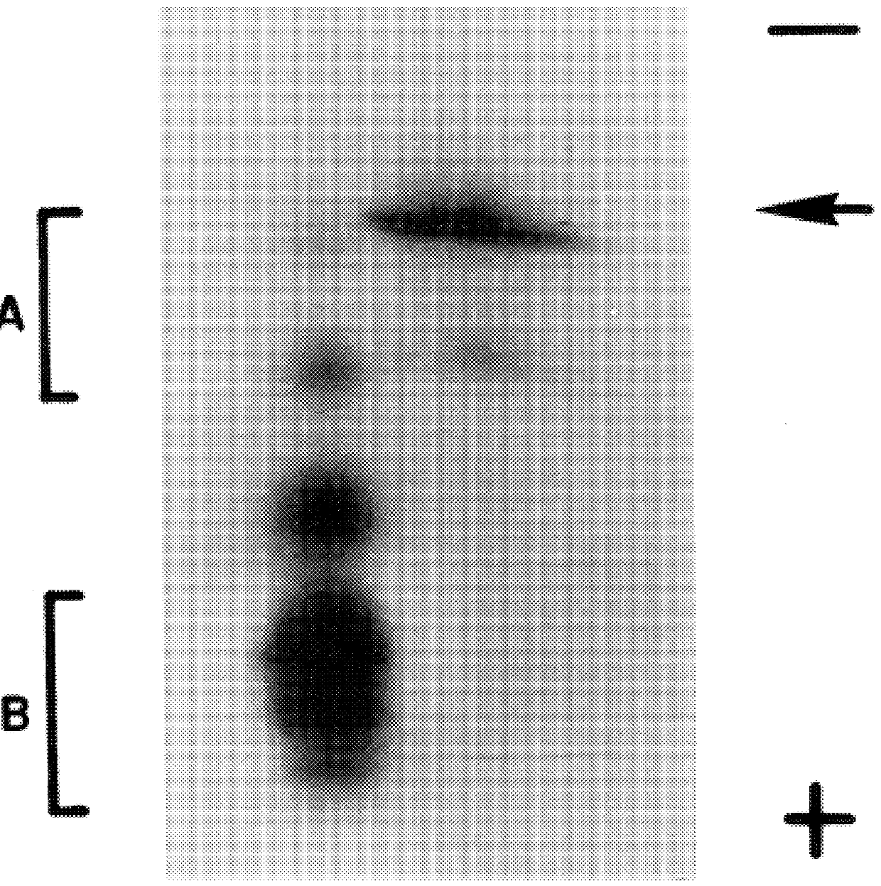 Purified eukaryotic-initiation factor 4E having altered RNA binding affinity