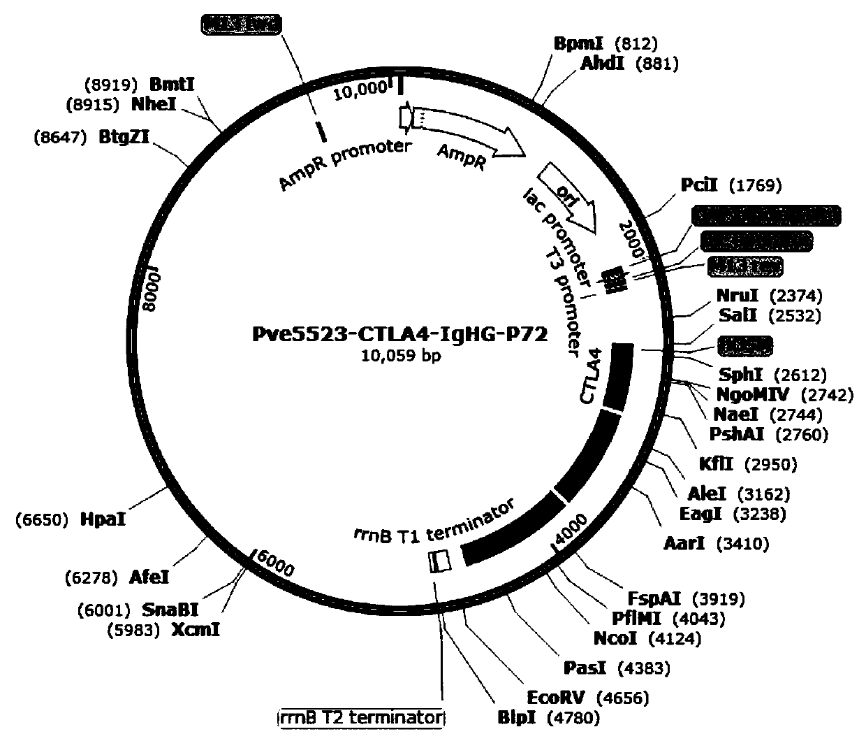 Recombinant vector containing African swine fever virus immunogenic protein, recombinant bacteria and application thereof