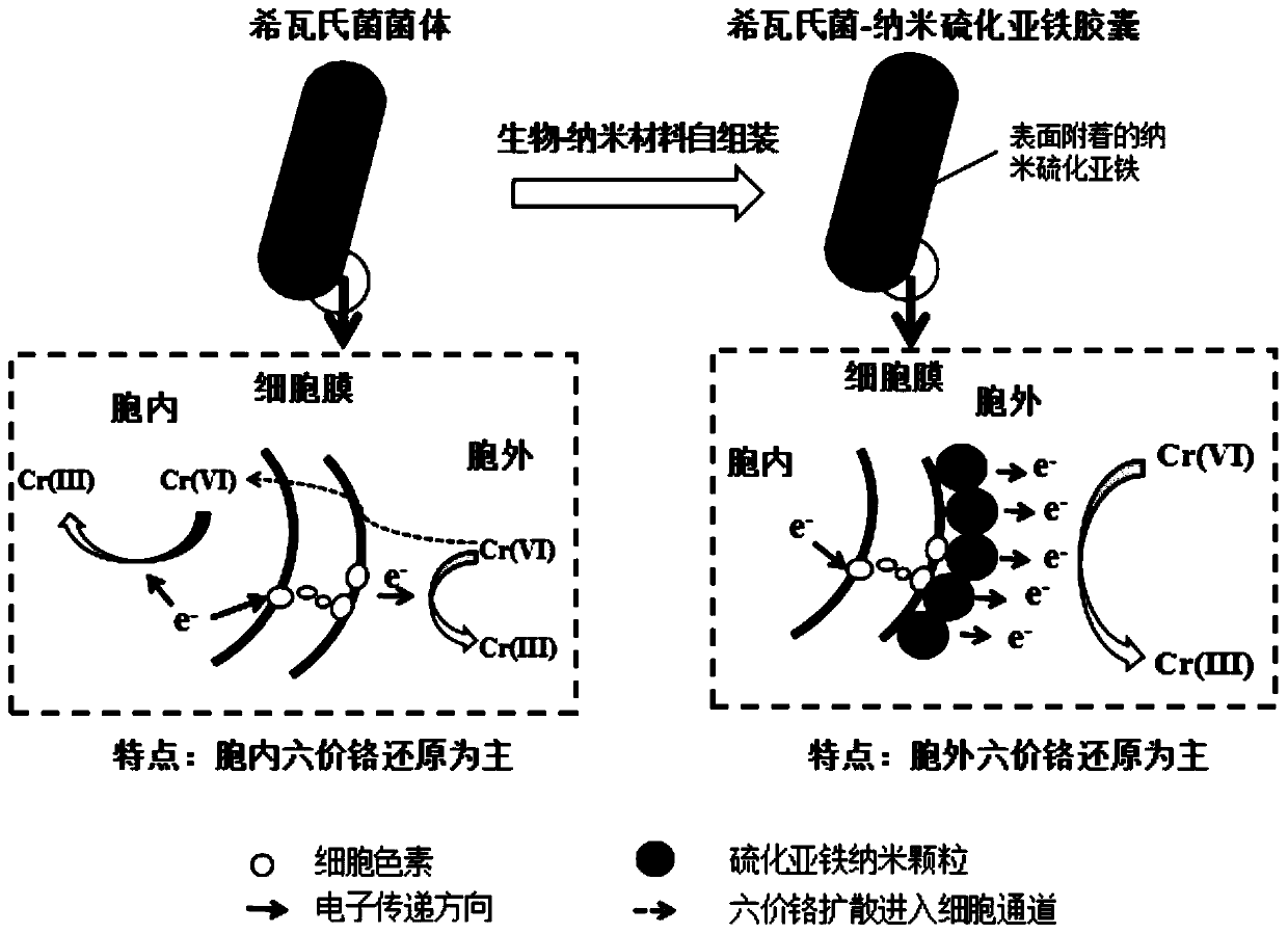 Preparation method and application of shewanella spp-nanometer ferrous sulfide capsules