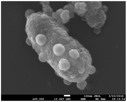 Preparation method and application of shewanella spp-nanometer ferrous sulfide capsules