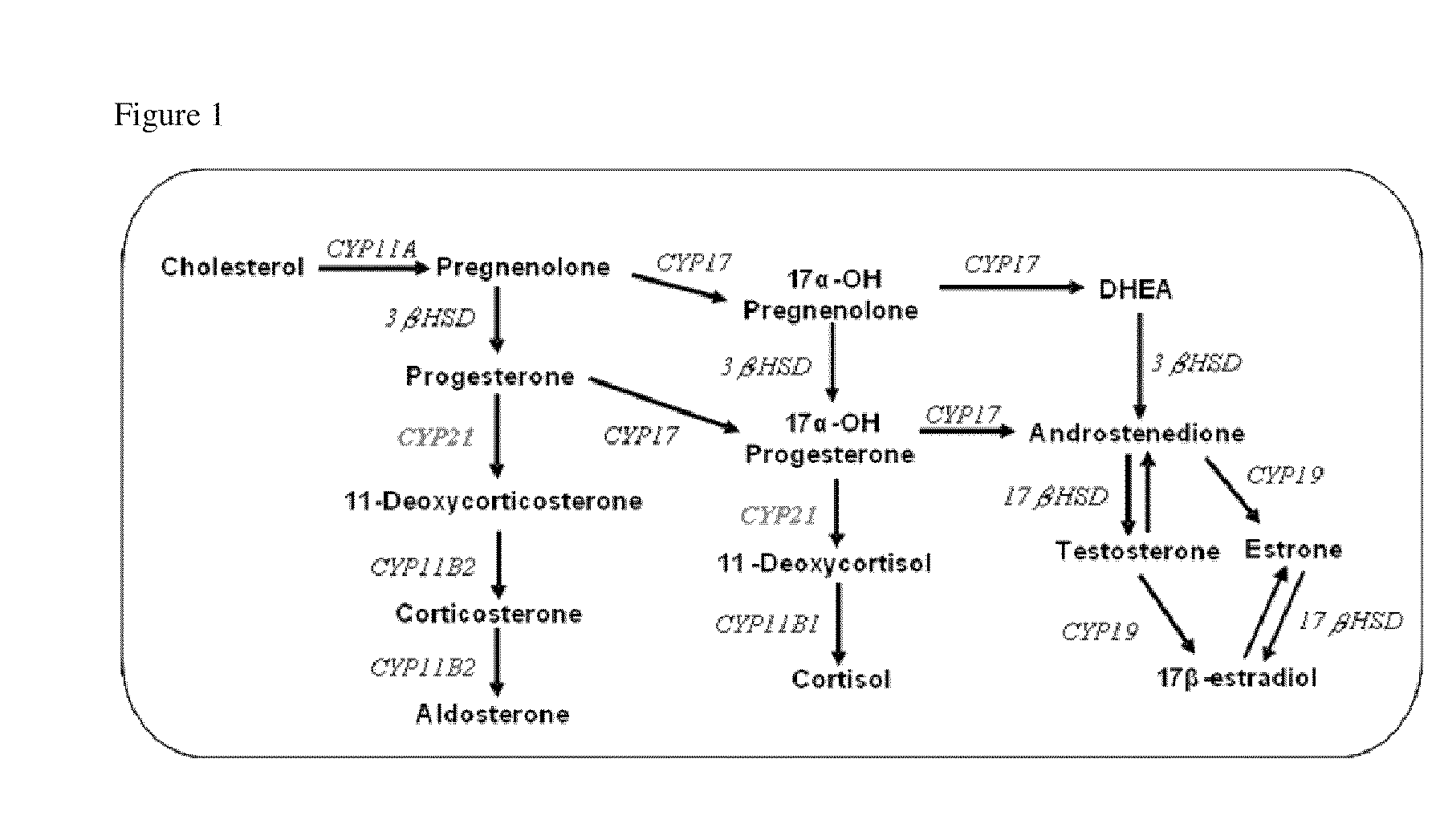 Steroidogenesis modified cells and methods for screening for endocrine disrupting chemicals