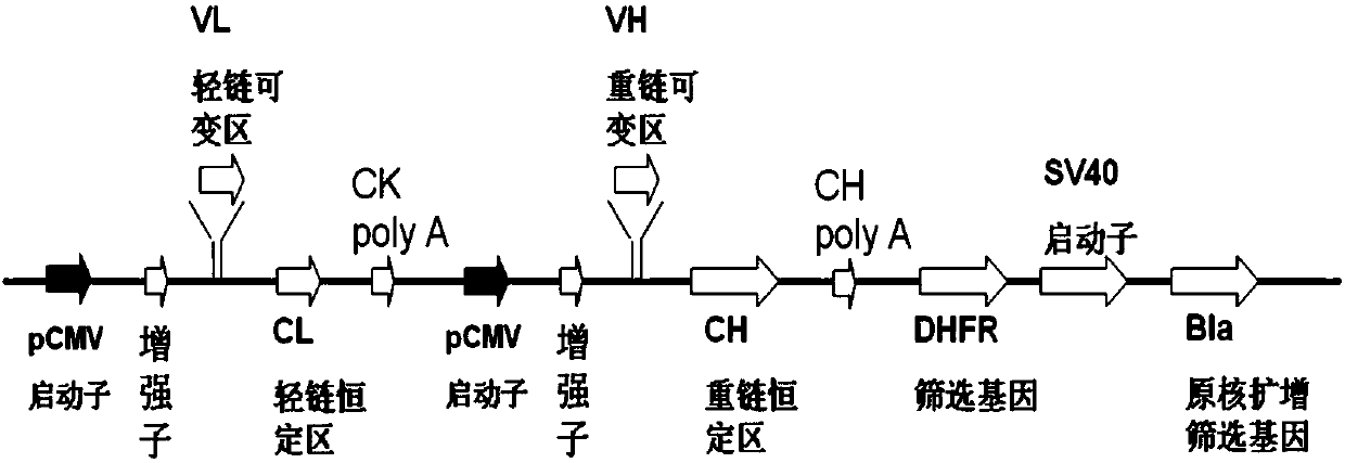 Monoclonal antibody specially combined with AXL