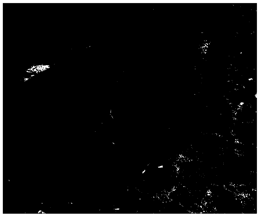 Establishment method of actinidia plant sand culture technology system and application thereof