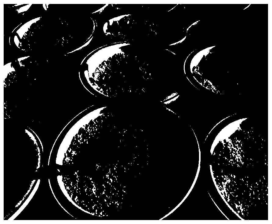 Establishment method of actinidia plant sand culture technology system and application thereof