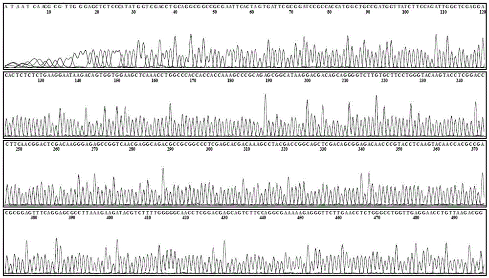 Protein designated PEG modification method and obtained PEG modified protein