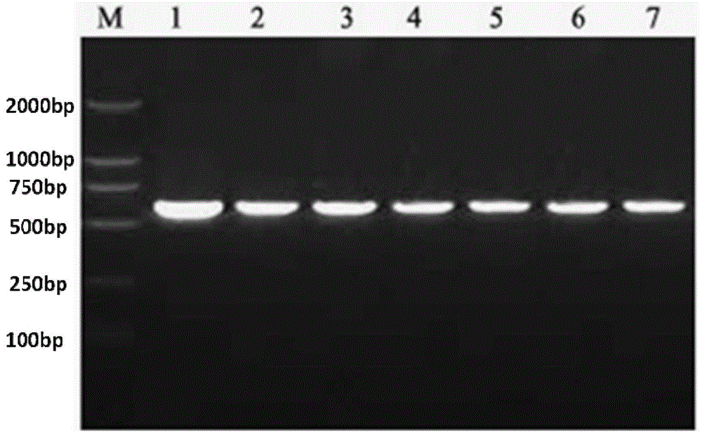 Protein designated PEG modification method and obtained PEG modified protein