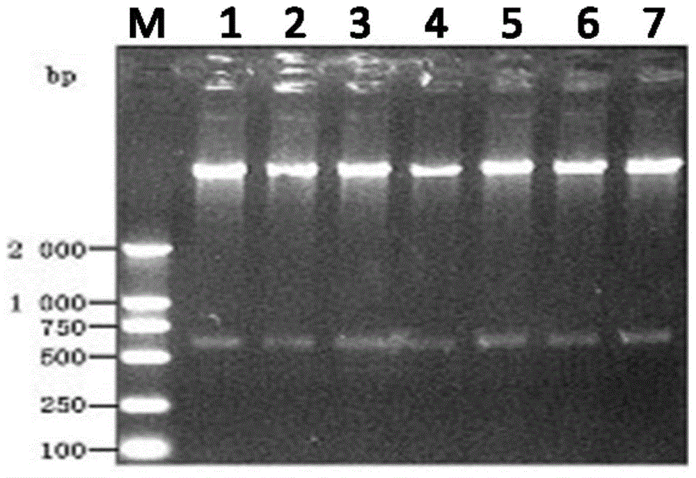 Protein designated PEG modification method and obtained PEG modified protein