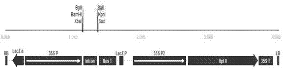 Application of osagp13 gene and its RNA interference fragments controlling rice flowering