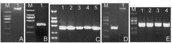 Application of osagp13 gene and its RNA interference fragments controlling rice flowering