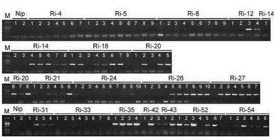 Application of osagp13 gene and its RNA interference fragments controlling rice flowering