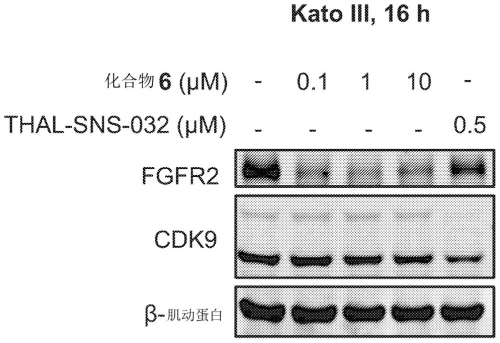 Degraders of fibroblast growth factor receptor 2 (FGFR2)