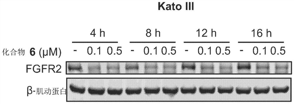 Degraders of fibroblast growth factor receptor 2 (FGFR2)