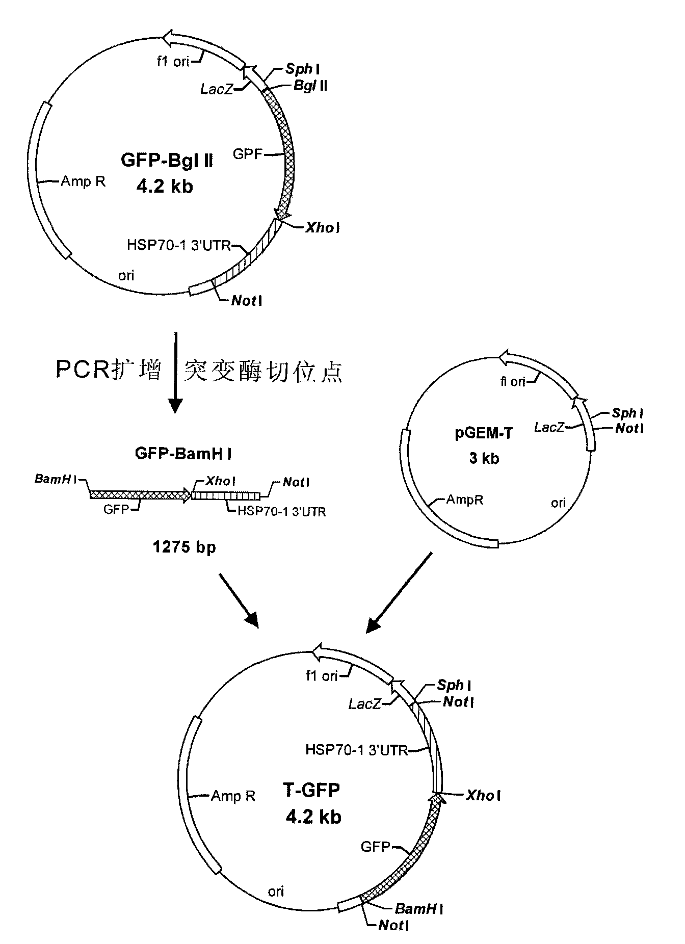 Tetrahymena transgenic carrier containing HSP70 promoter and GFP and preparation method and use thereof