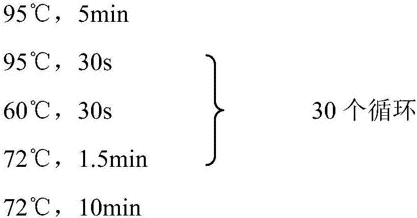 Recombinant bacteria capable of synthesizing 3-hydracrylic acid by using glucan as well as construction method and application of recombinant bacteria