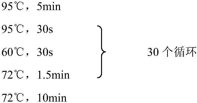 Recombinant bacteria capable of synthesizing 3-hydracrylic acid by using glucan as well as construction method and application of recombinant bacteria